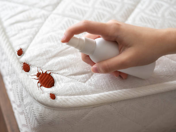 Best Insect Control  in Allendale, SC