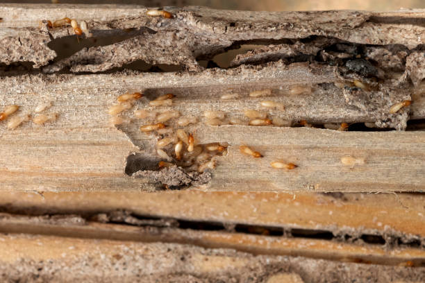 Best Affordable Pest Control Services  in Allendale, SC