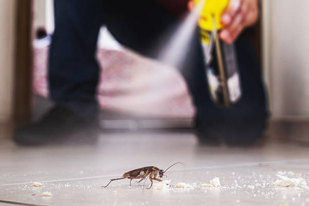 Best Flea Control Services  in Allendale, SC